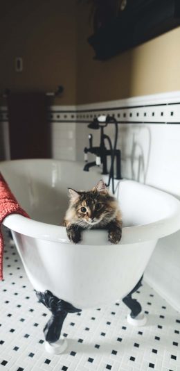 [2436x1125]浴室 浴缸 宠物 猫咪 苹果手机壁纸图片
