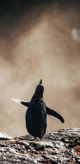 [2436x1125]海岸 企鹅 背影 黑色 苹果手机壁纸图片