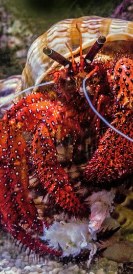 [2436x1125]海底 寄居蟹 螃蟹 螺壳 苹果手机壁纸图片