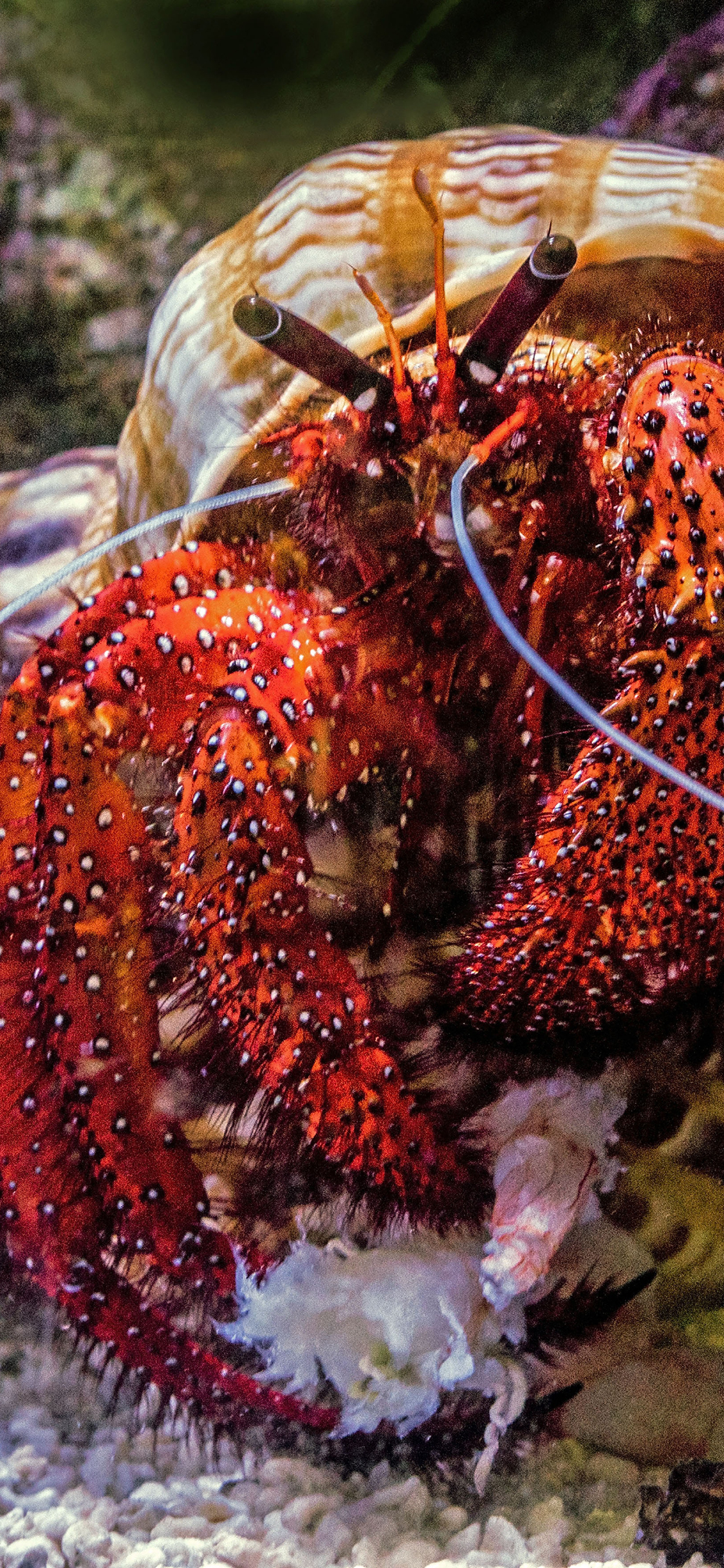 [2436×1125]海底 寄居蟹 螃蟹 螺壳 苹果手机壁纸图片