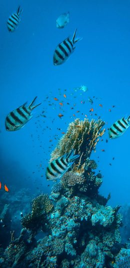 [2436x1125]海底 海洋 鱼群 珊瑚礁 苹果手机壁纸图片