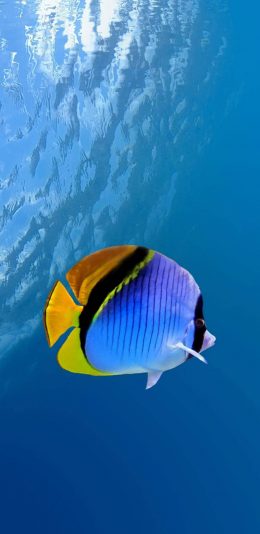 [2436x1125]海底 海洋生物 海鱼 观赏鱼 苹果手机壁纸图片