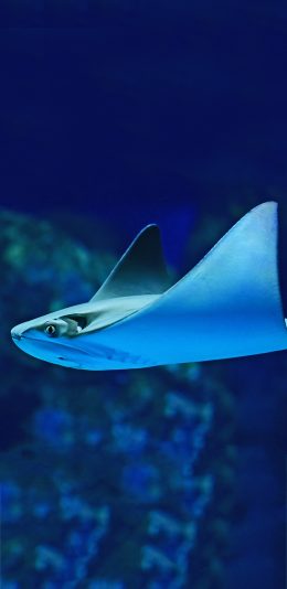 [2436x1125]海底 海鱼 团扇鳐 游动 苹果手机壁纸图片