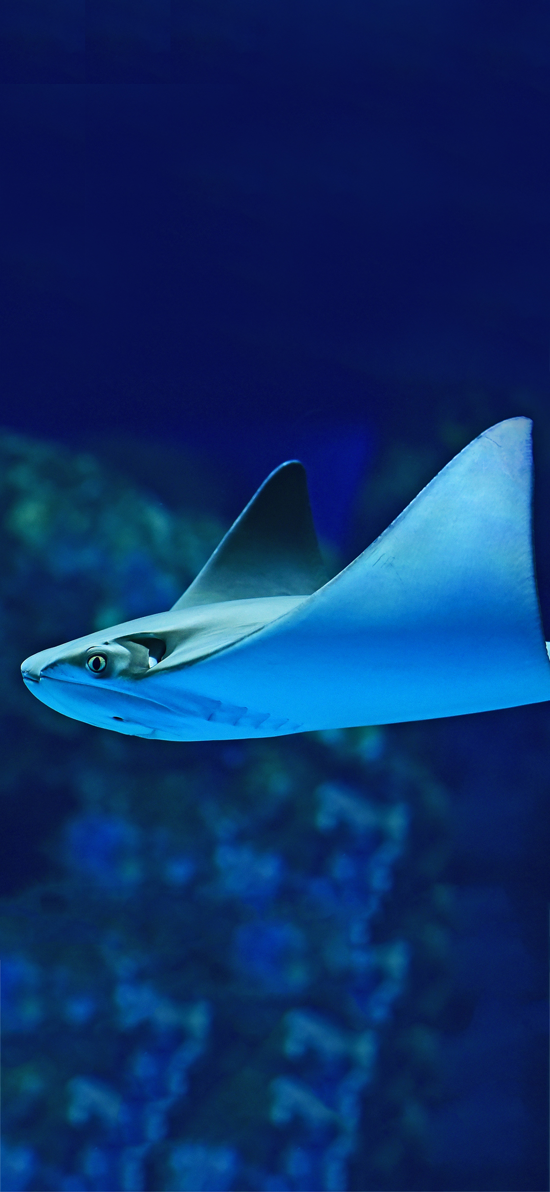 [2436×1125]海底 海鱼 团扇鳐 游动 苹果手机壁纸图片