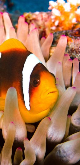 [2436x1125]海底 珊瑚虫 珊瑚 海鱼 苹果手机壁纸图片