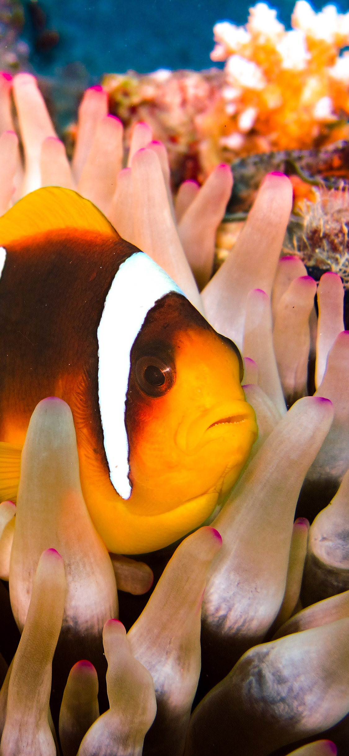 [2436×1125]海底 珊瑚虫 珊瑚 海鱼 苹果手机壁纸图片