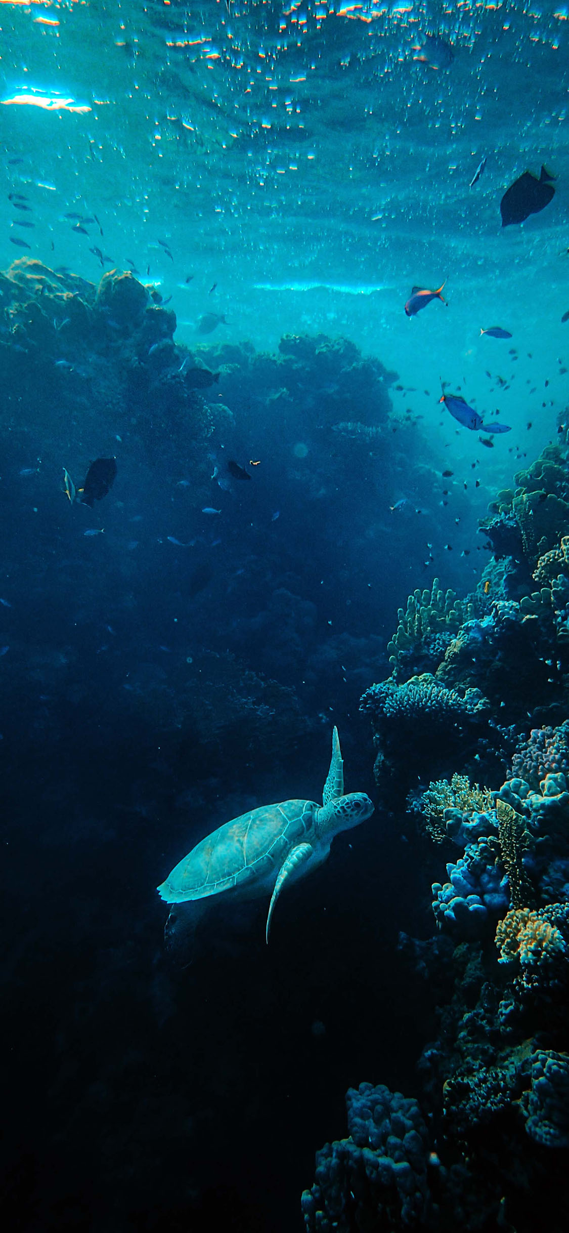 [2436×1125]海底 鱼群 海龟 海洋 苹果手机壁纸图片