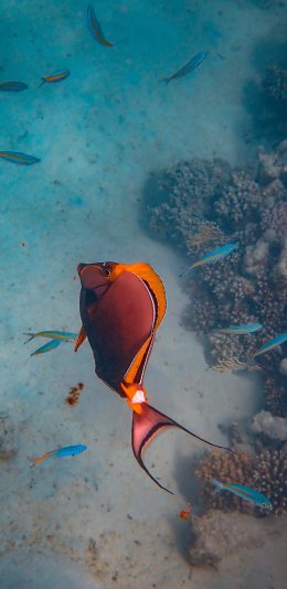 [2436x1125]海底世界 海洋生物 海鱼 红色 苹果手机壁纸图片
