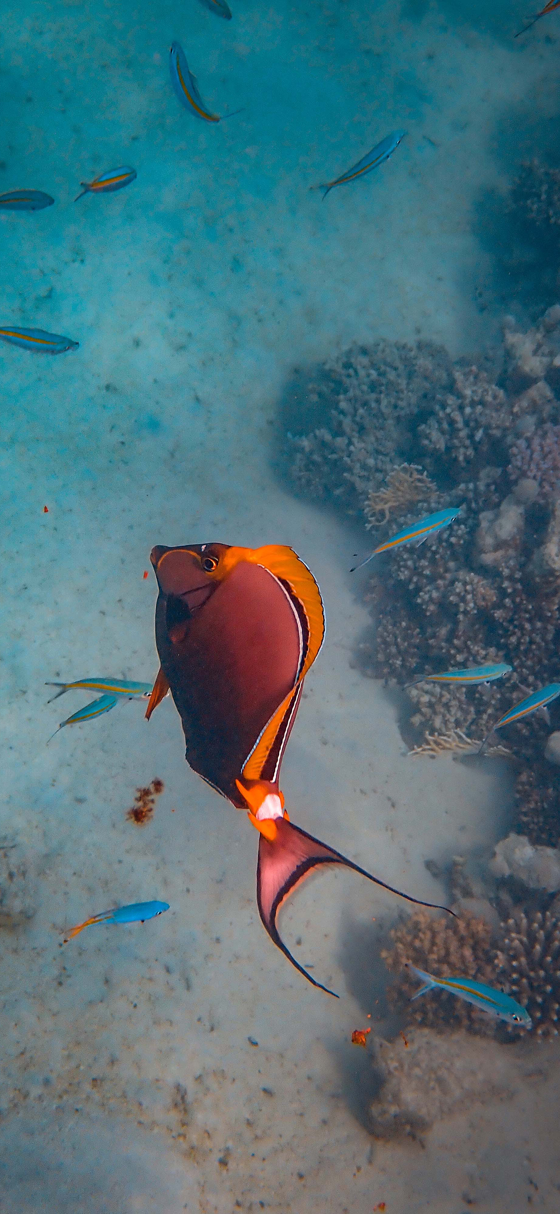 [2436×1125]海底世界 海洋生物 海鱼 红色 苹果手机壁纸图片