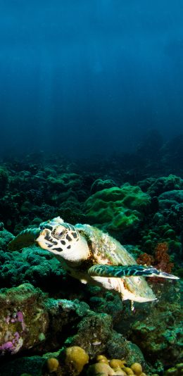 [2436x1125]海底世界 海洋生物 珊瑚 海龟 苹果手机壁纸图片