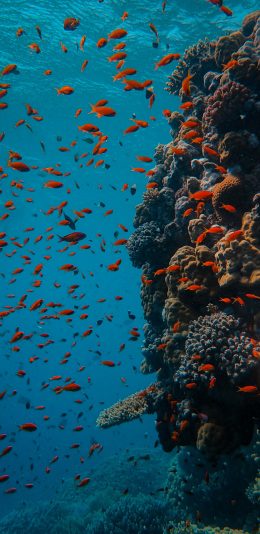 [2436x1125]海底世界 海鱼 鱼群 珊瑚 苹果手机壁纸图片