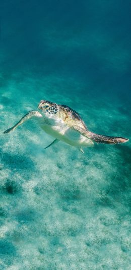 [2436x1125]海底世界 海龟 游泳 苹果手机壁纸图片