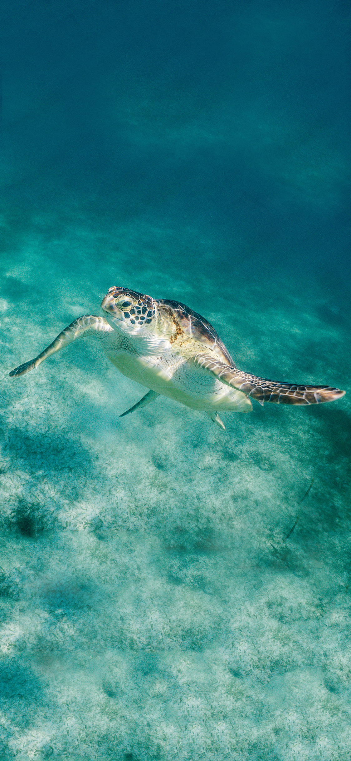 [2436×1125]海底世界 海龟 游泳 苹果手机壁纸图片