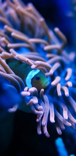 [2436x1125]海底世界 珊瑚 海鱼 小丑鱼 苹果手机壁纸图片