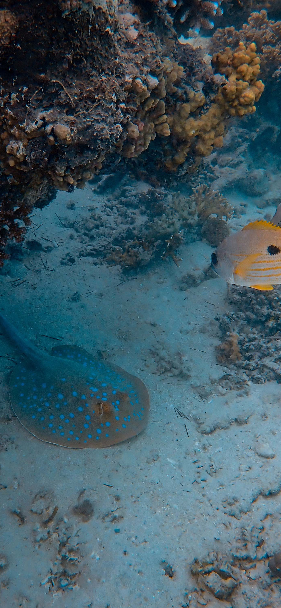 [2436×1125]海底世界 珊瑚 海鱼 魔鬼鱼 苹果手机壁纸图片