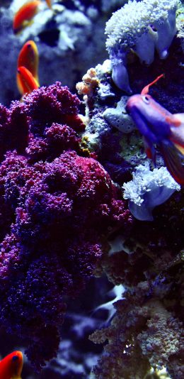 [2436x1125]海底世界 珊瑚 海鱼 鱼群 苹果手机壁纸图片