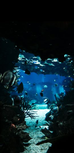 [2436x1125]海底世界 珊瑚 鱼群 海鱼 苹果手机壁纸图片