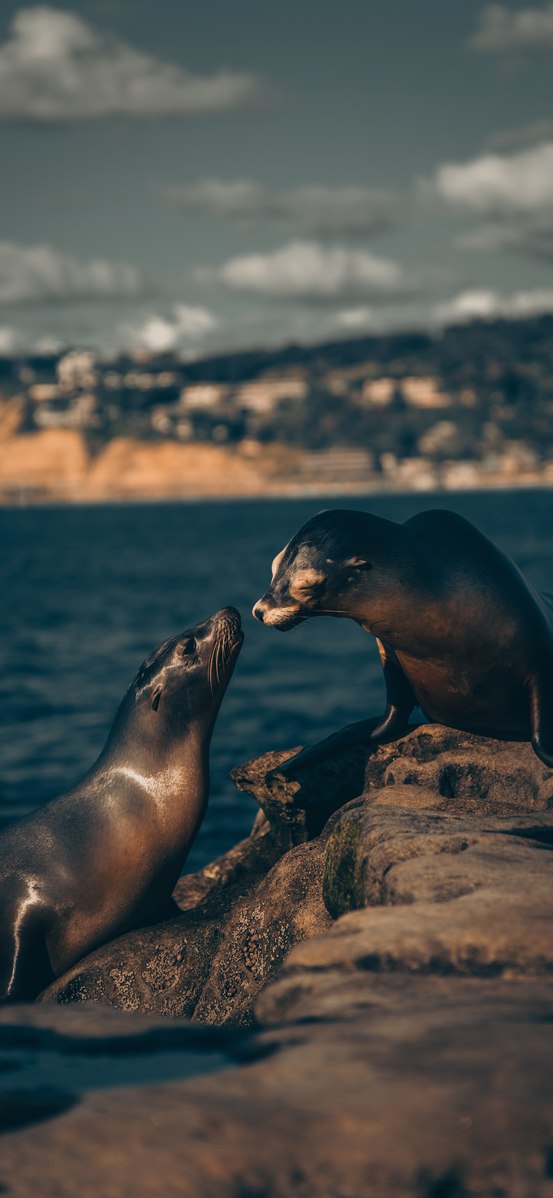 [2436×1125]海报 岩石 海水 群居 苹果手机壁纸图片