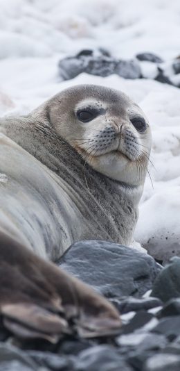 [2436x1125]海报 慵懒 休息 可爱 海洋生物 苹果手机壁纸图片
