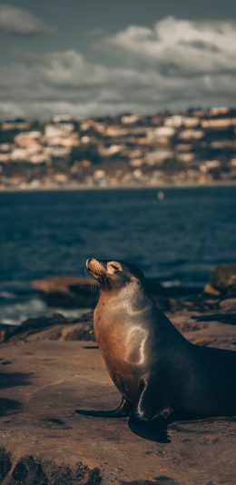 [2436x1125]海报 海岸 岸边 光亮 苹果手机壁纸图片