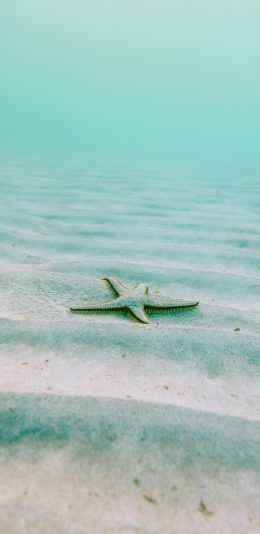 [2436x1125]海星 海洋生物  大海 海底 苹果手机壁纸图片