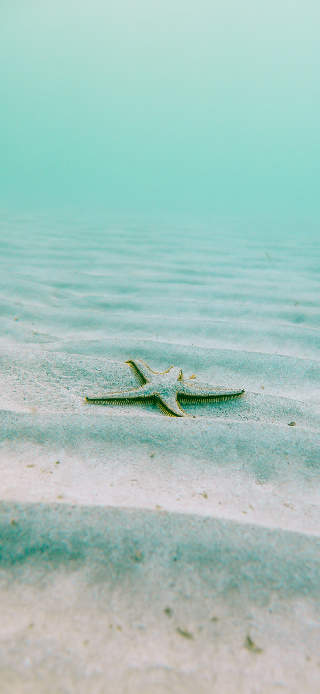 [2436×1125]海星 海洋生物  大海 海底 苹果手机壁纸图片