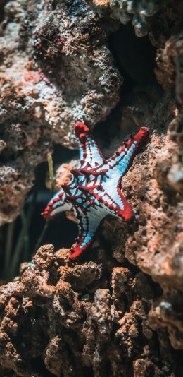 [2436x1125]海星 海洋生物 礁石 爬行 苹果手机壁纸图片