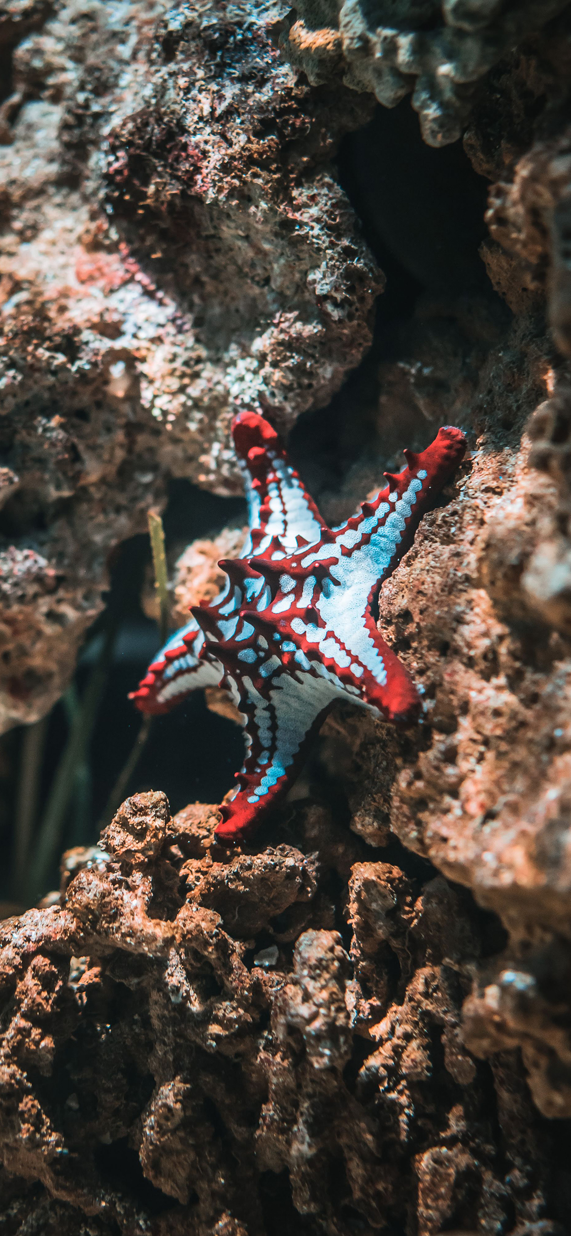 [2436×1125]海星 海洋生物 礁石 爬行 苹果手机壁纸图片