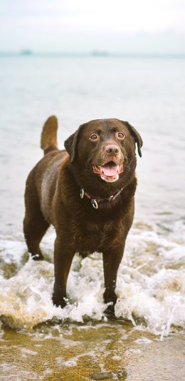 [2436x1125]海景 海边 浪花 宠物狗 苹果手机壁纸图片