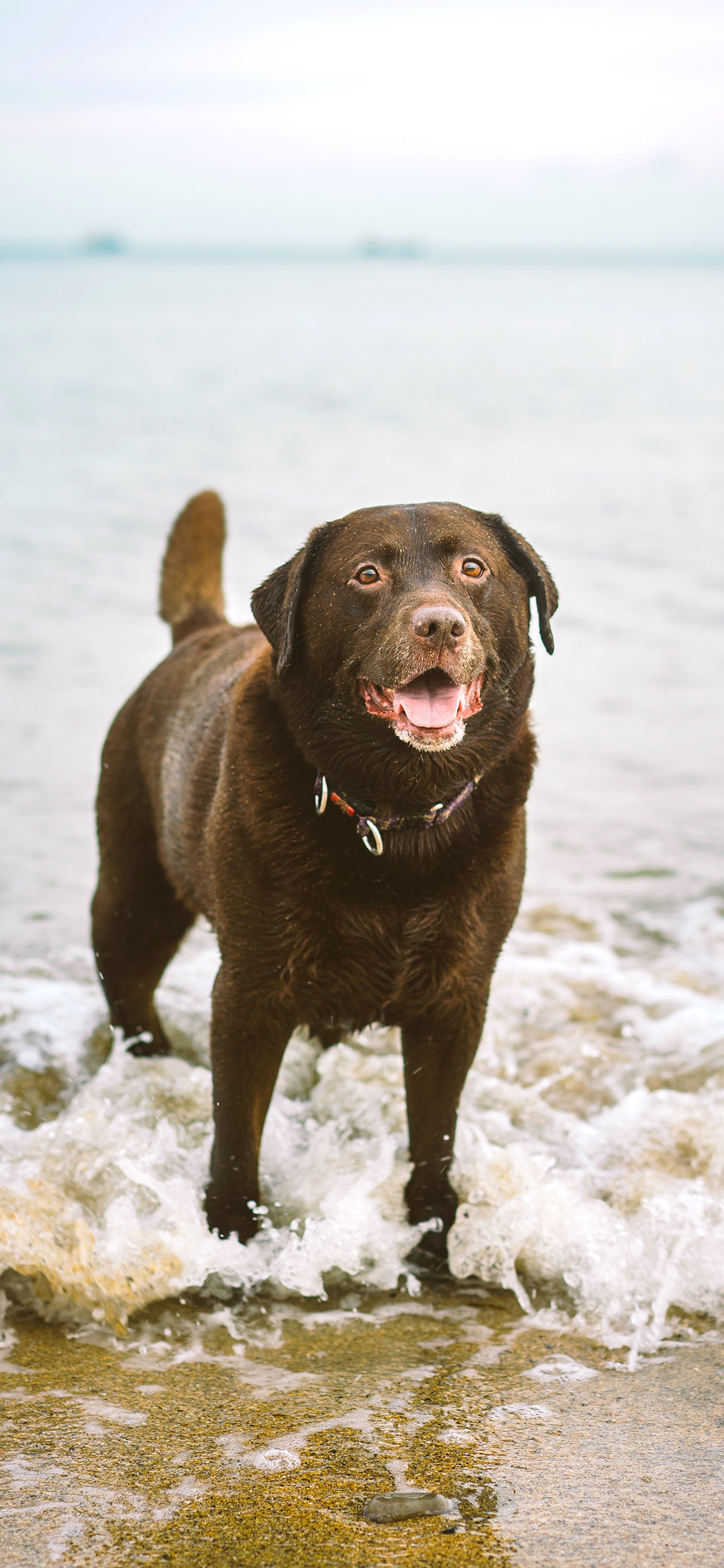 [2436×1125]海景 海边 浪花 宠物狗 苹果手机壁纸图片