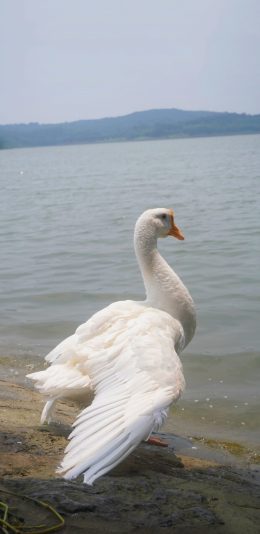 [2436x1125]海水 大白鹅 翅膀 羽毛 苹果手机壁纸图片