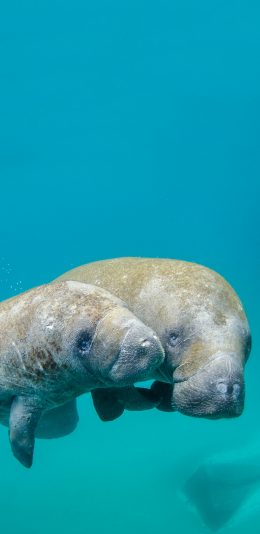 [2436x1125]海洋 哺乳动物 海牛 呆萌 苹果手机壁纸图片