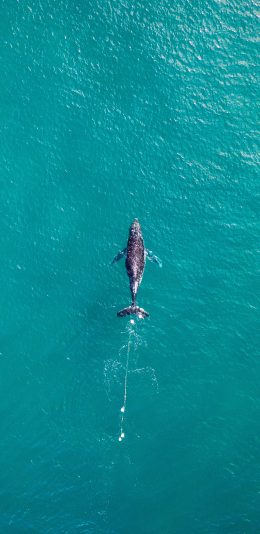 [2436x1125]海洋 大海 鲸鱼 渔网 缠绕 苹果手机壁纸图片