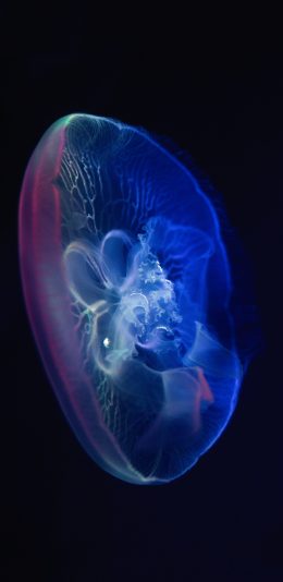 [2436x1125]海洋 浮游生物 水母 海蜇 苹果手机壁纸图片