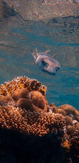 [2436x1125]海洋 海底 珊瑚礁 清澈 鱼类 苹果手机壁纸图片