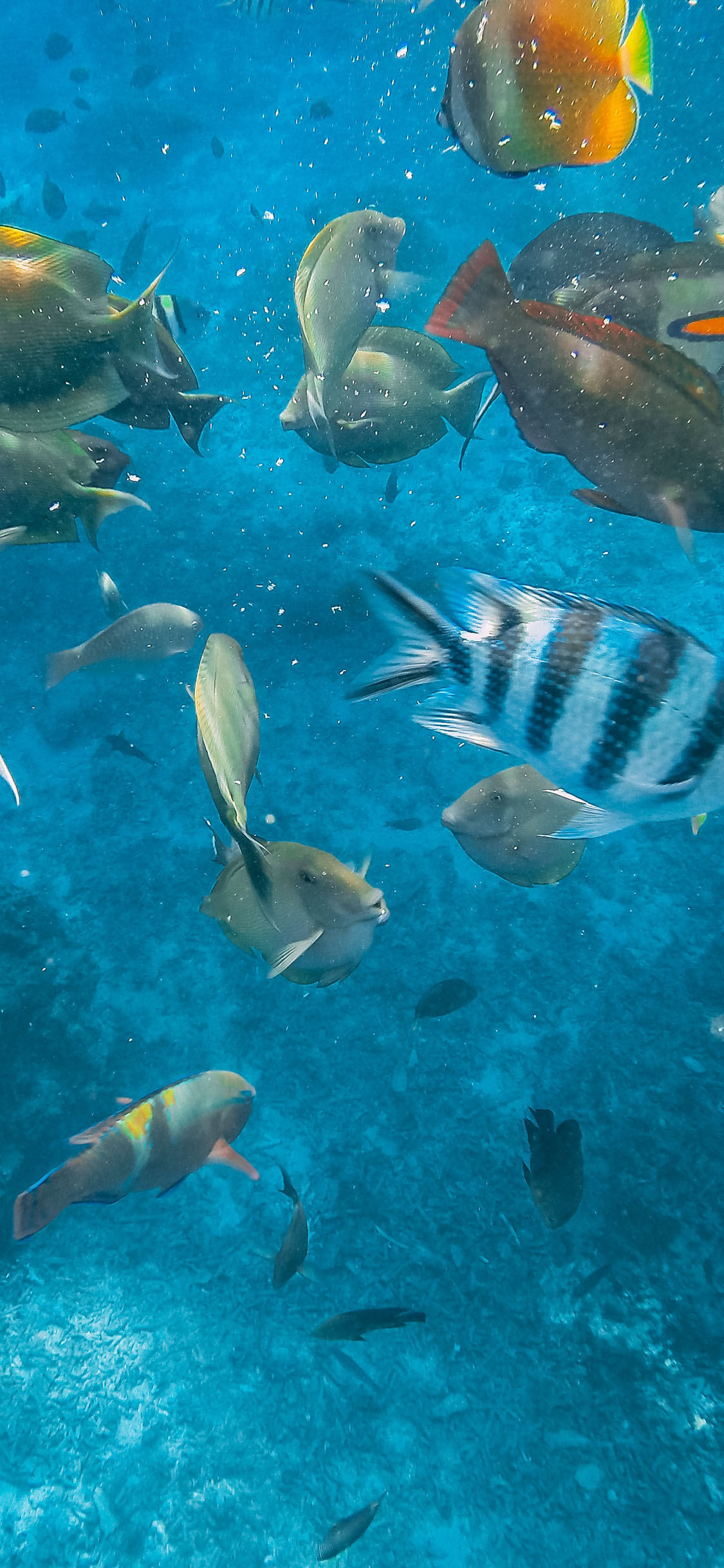 [2436×1125]海洋 海底 鱼群 大海 苹果手机壁纸图片