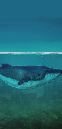 [2436x1125]海洋 海水 蔚蓝 清澈 海底世界 苹果手机壁纸图片