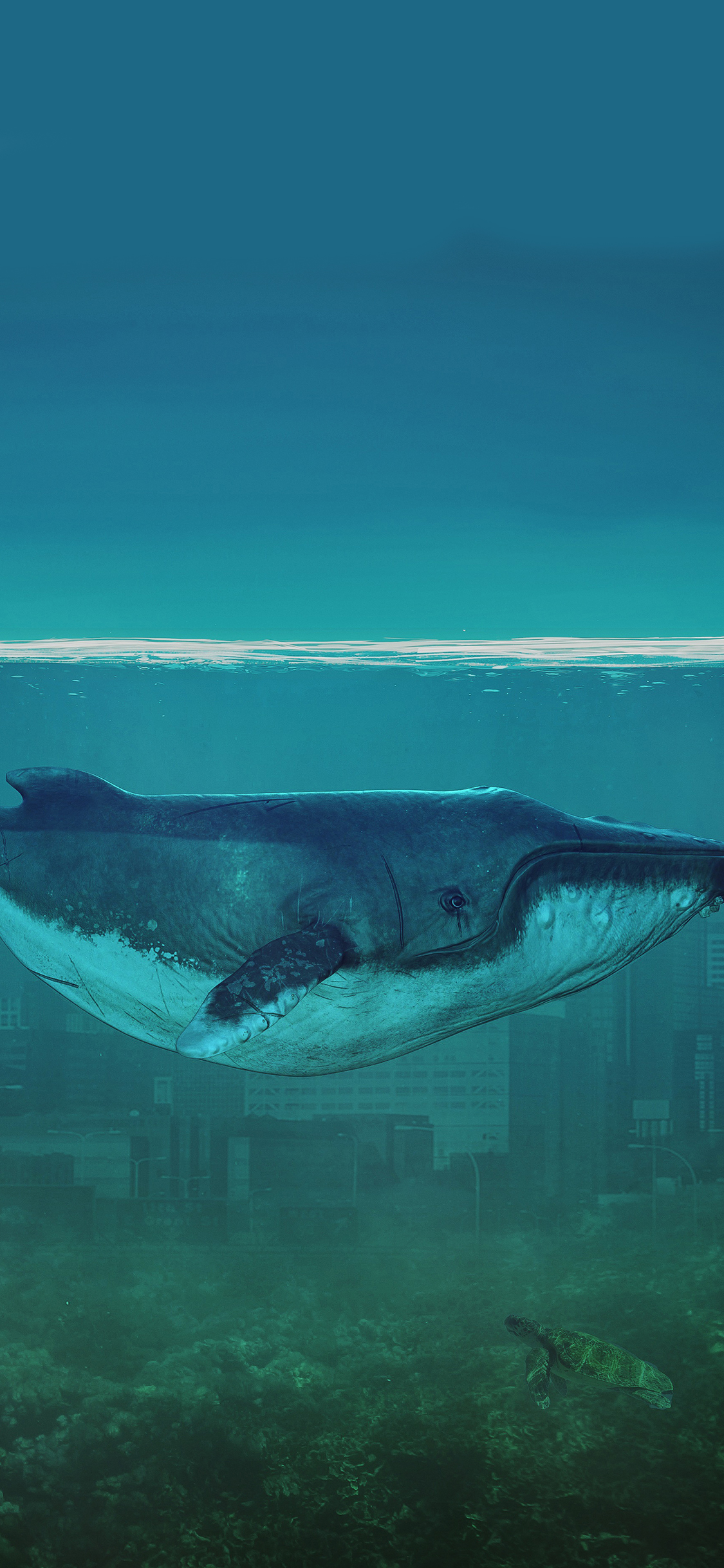 [2436×1125]海洋 海水 蔚蓝 清澈 海底世界 苹果手机壁纸图片