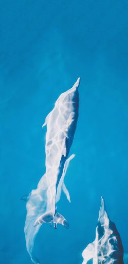 [2436x1125]海洋 海豚 保护动物 聪明 苹果手机壁纸图片