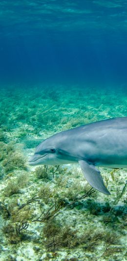 [2436x1125]海洋 海豚 浅海 海草 苹果手机壁纸图片