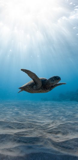 [2436x1125]海洋 深海 海龟 游动 苹果手机壁纸图片