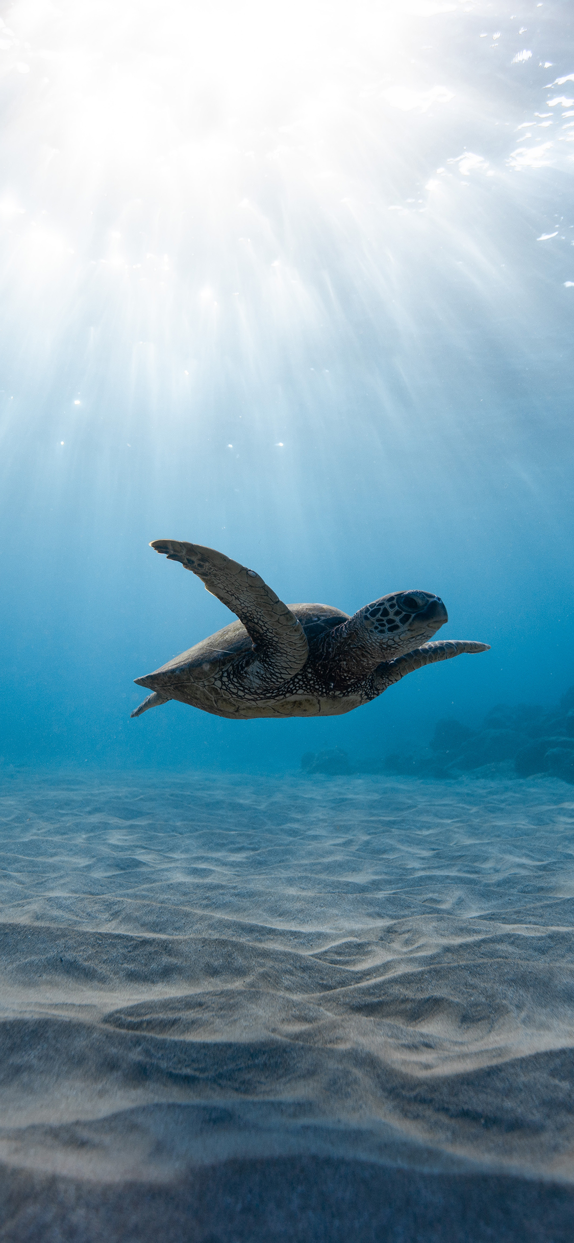 [2436×1125]海洋 深海 海龟 游动 苹果手机壁纸图片