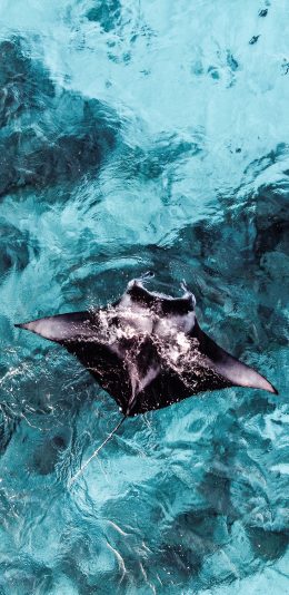 [2436x1125]海洋 深海动物 海鱼 魔鬼鱼 苹果手机壁纸图片