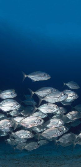 [2436x1125]海洋 深海鱼群 海鱼 苹果手机壁纸图片