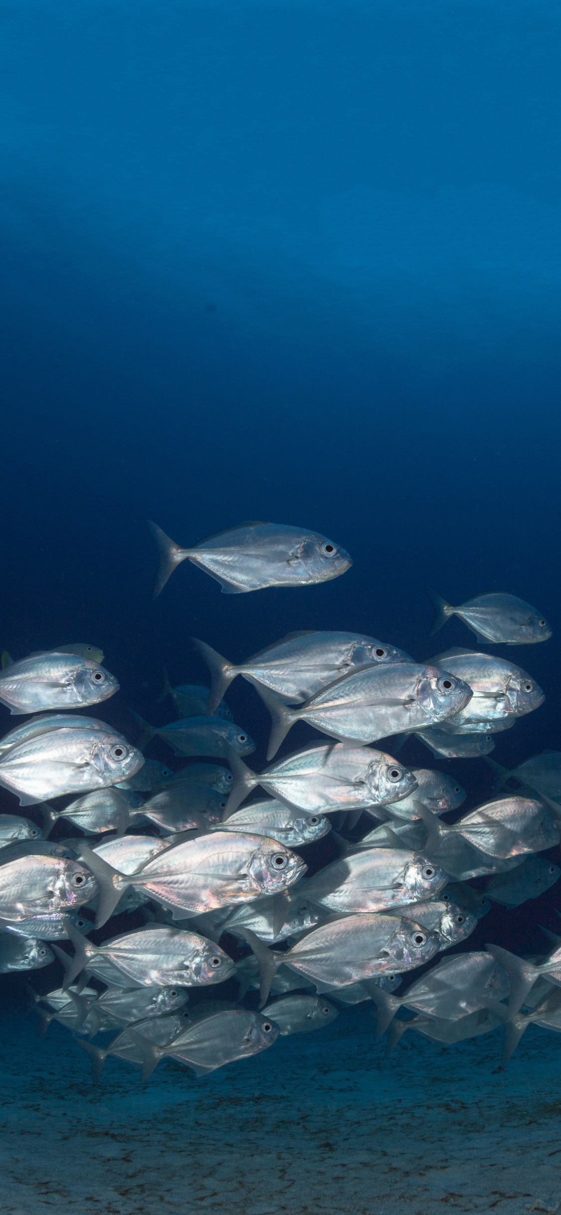 [2436×1125]海洋 深海鱼群 海鱼 苹果手机壁纸图片