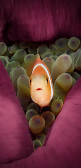 [2436x1125]海洋 珊瑚 小丑鱼 海鱼 苹果手机壁纸图片