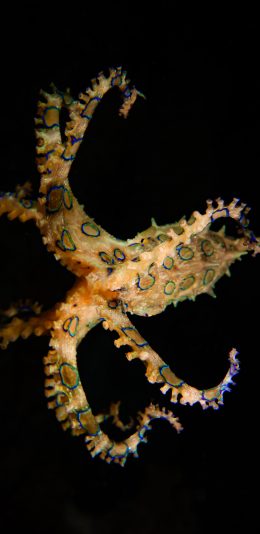 [2436x1125]海洋 生物 八爪鱼 触脚 花纹 苹果手机壁纸图片