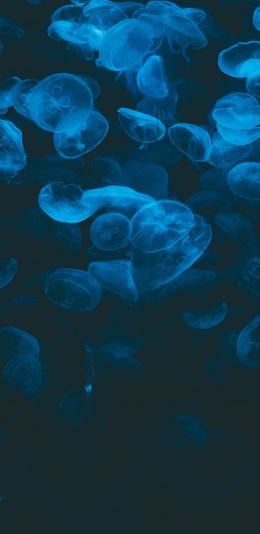 [2436x1125]海洋 生物 浮游 海蜇 苹果手机壁纸图片