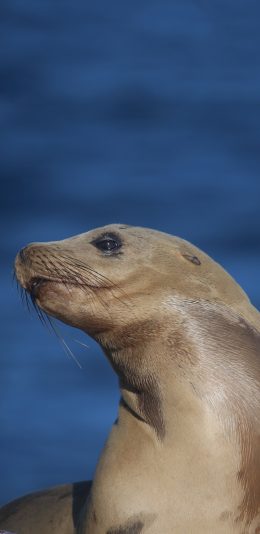 [2436x1125]海洋 生物 海豹 皮肤 苹果手机壁纸图片