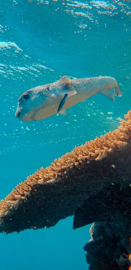 [2436x1125]海洋 生物 海鱼 珊瑚 苹果手机壁纸图片